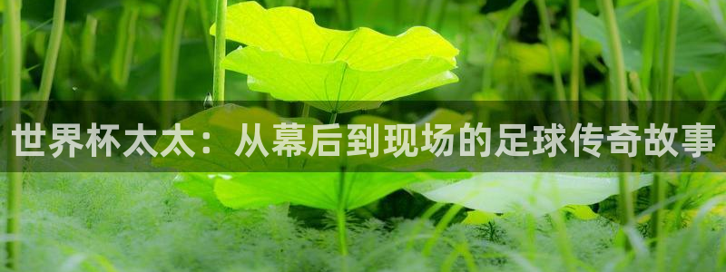 2026男足世界杯：世界杯太太：从幕后到现场的足球传奇故事
